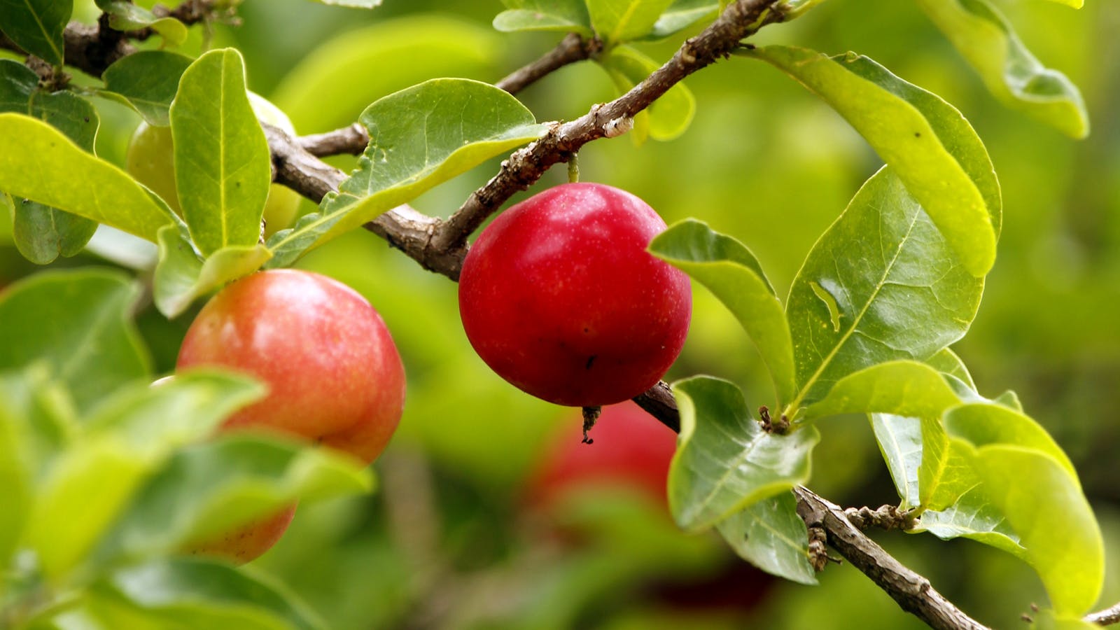 Frutos de acerola en el árbol, fuente natural de vitamina C