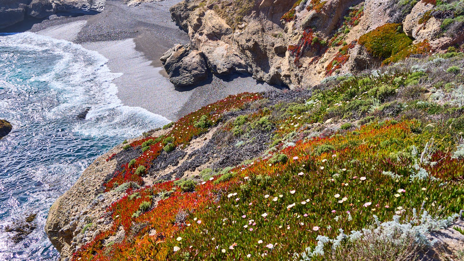 Costa atlántica con flores silvestres, hábitat del narciso marino