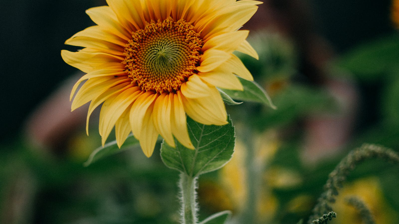 Girasol, fuente de aceite nutritivo para cosmética