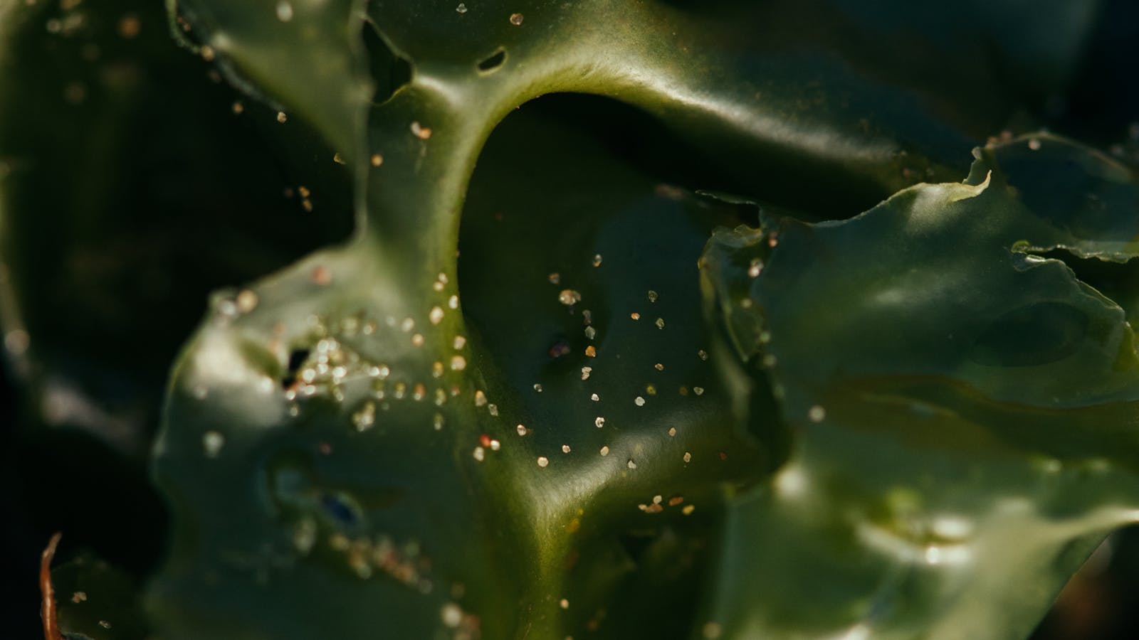 Algas marinas para cosmética natural