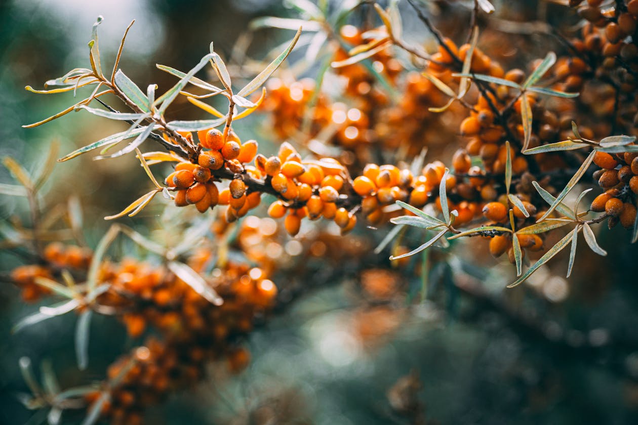 Bayas de espino amarillo para cosmética natural