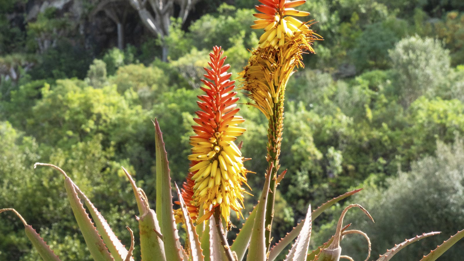 Planta natural, símbolo de cosmética vegetal
