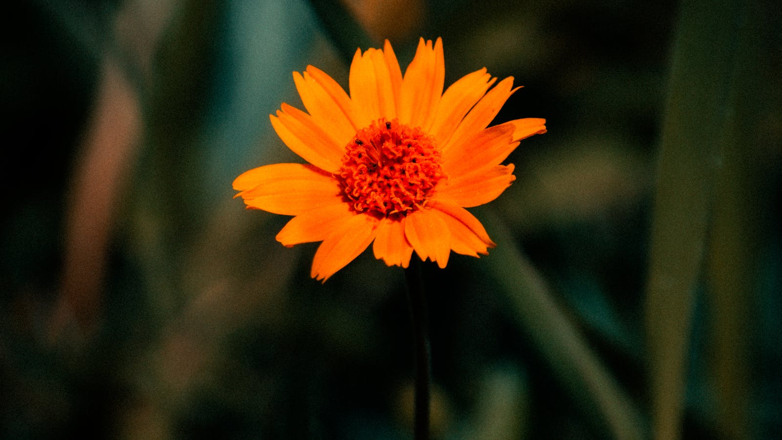 Flor de árnica para cosmética natural