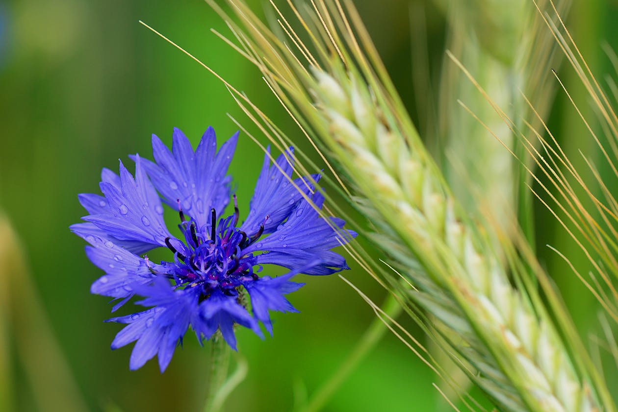 Flor de aciano azul (Centaurea cyanus) para cosmética natural