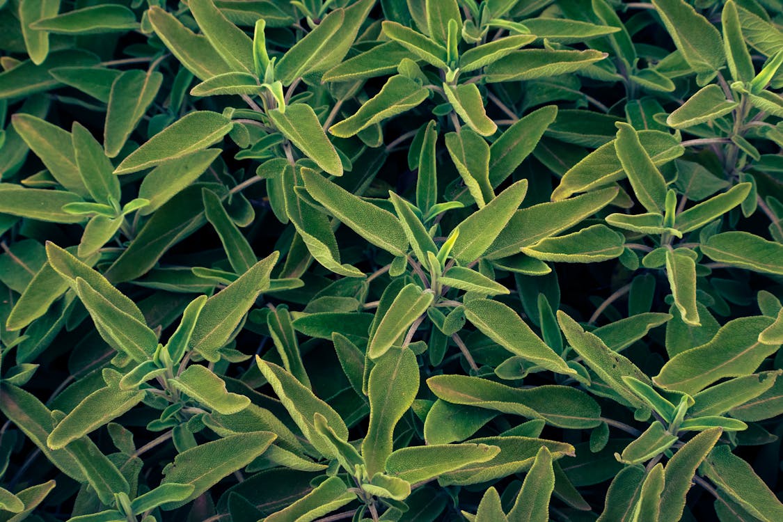 Hojas de salvia, planta medicinal utilizada en cosmética natural