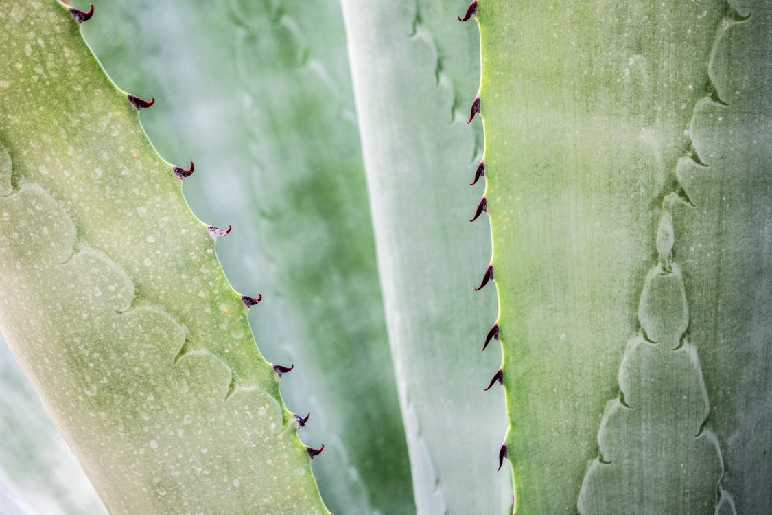 Planta de aloe vera de cerca