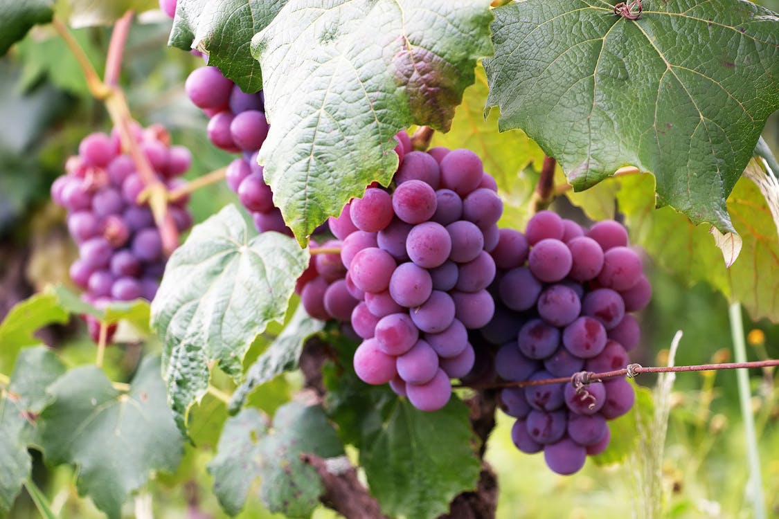 Uvas y semillas, fuente de aceite antioxidante para cosmética